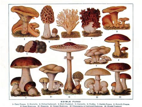 Fungi and Forensic Science: Solving Crimes with the Power of Decomposition